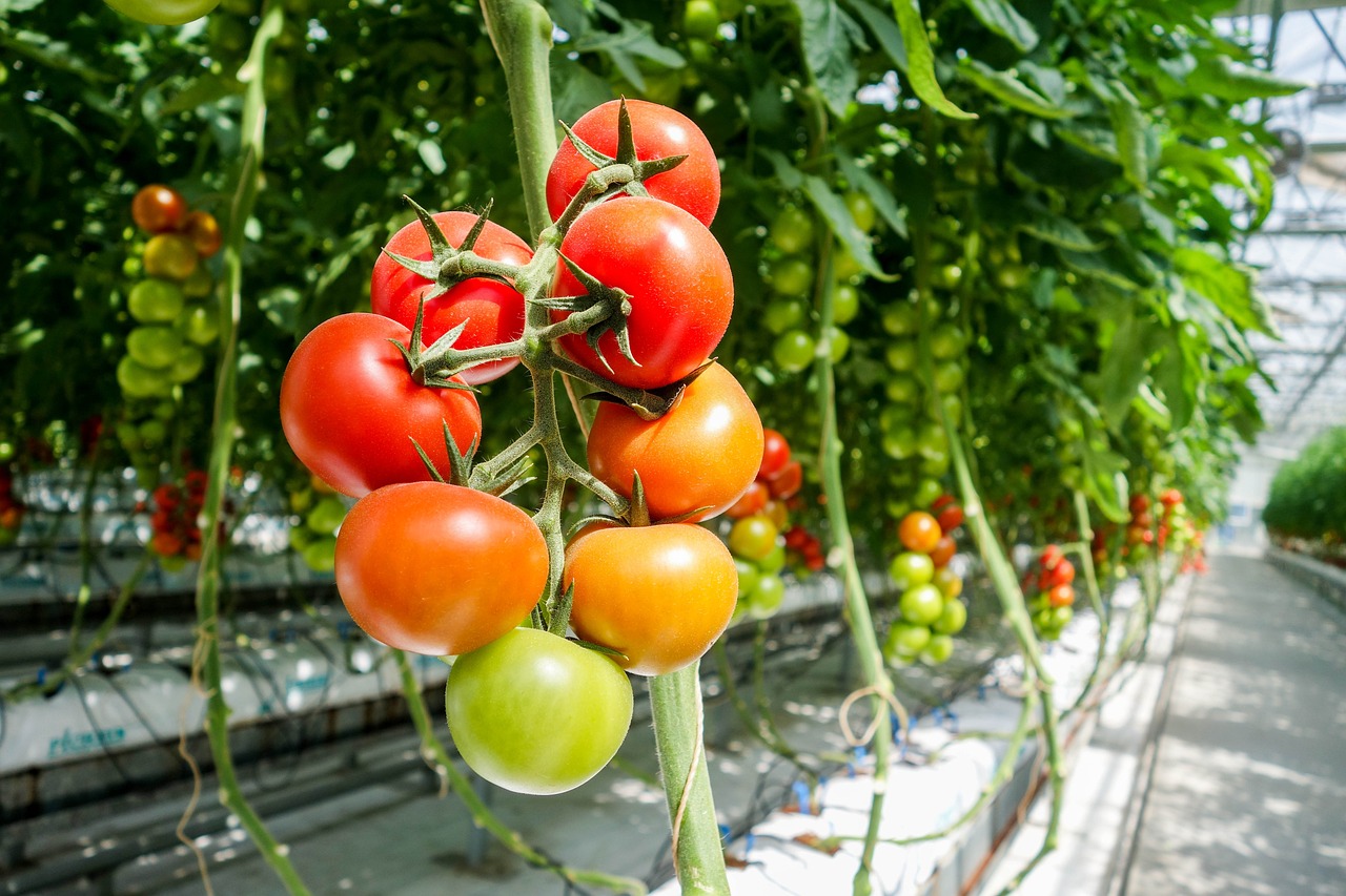 tomato, greenhouse, greenhouse